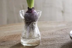 Enir Hyacinth Vase - Clear