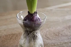 Enir Hyacinth Vase - Clear