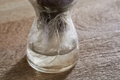 Enir Hyacinth Vase - Clear